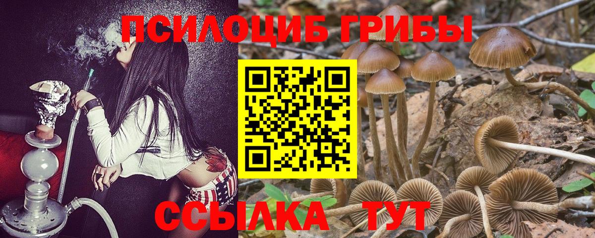 Тара  Псилоцибиновые грибы Psilocybine cubensis  Псилоцибиновые грибы Psilocybe  Вход с VPN 